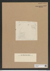 Diatomeae indet. Zeichnungen Sammlung Grunow Nr. 6935 (NHMW-BOT-W0375820)